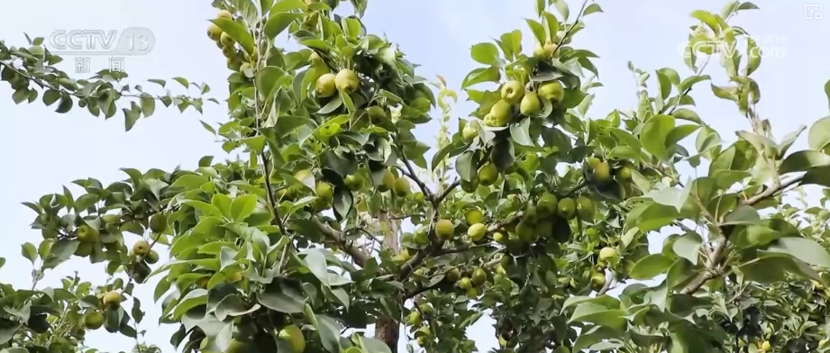 青山绿水留浩气苍松翠柏__山青水秀花飘香