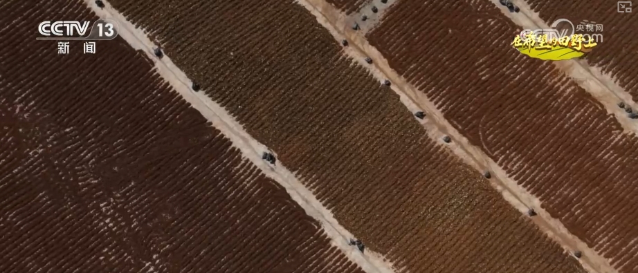 _青山绿水留浩气苍松翠柏_山青水秀花飘香