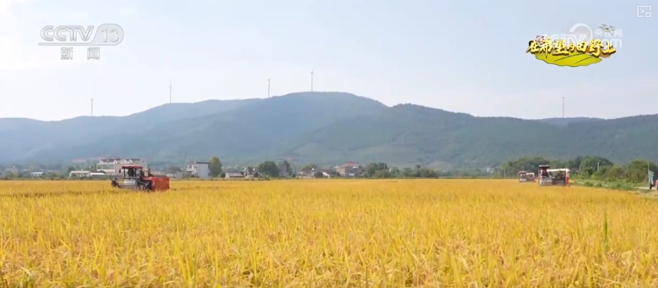 山青水秀花飘香_青山绿水留浩气苍松翠柏_
