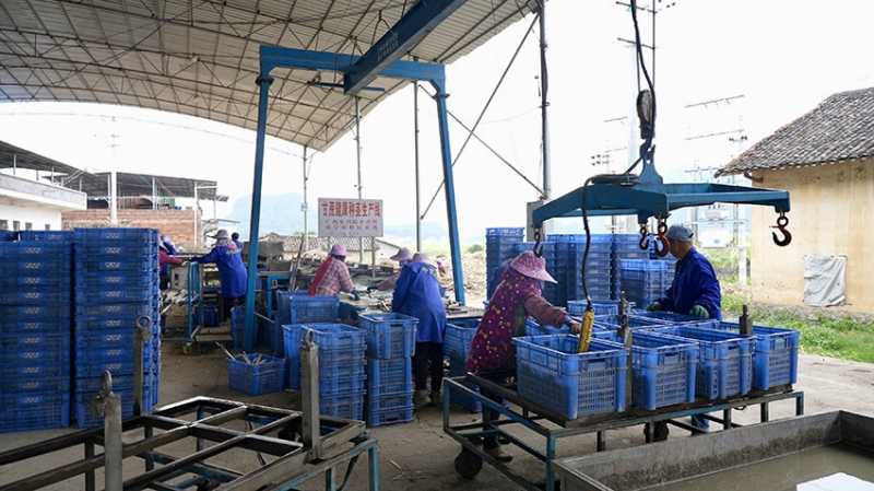 新春走基层｜走近“糖罐子”：甜蜜事业从“根”开始