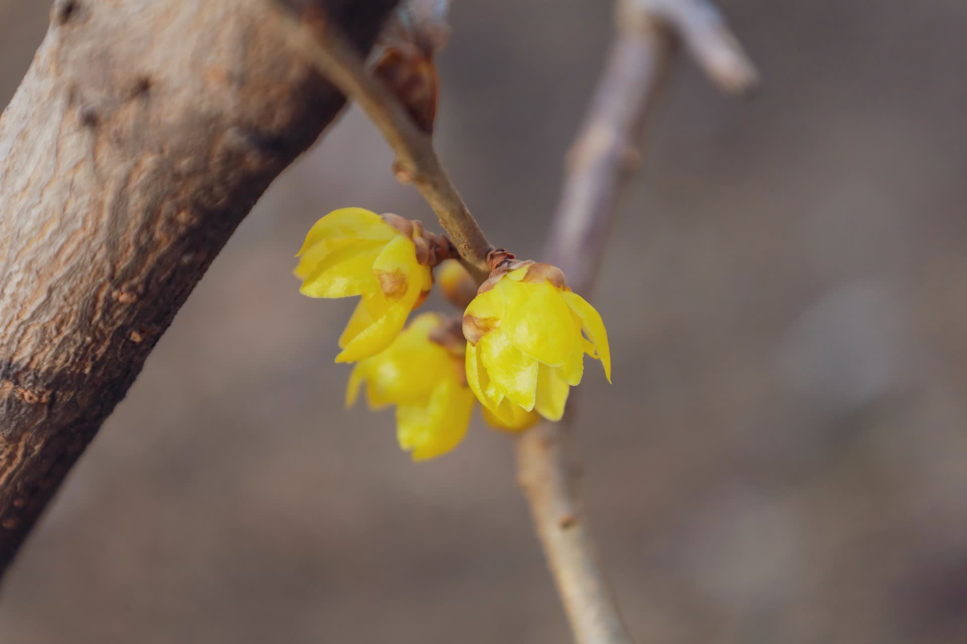香山公园蜡梅开了，可持续至3月中旬