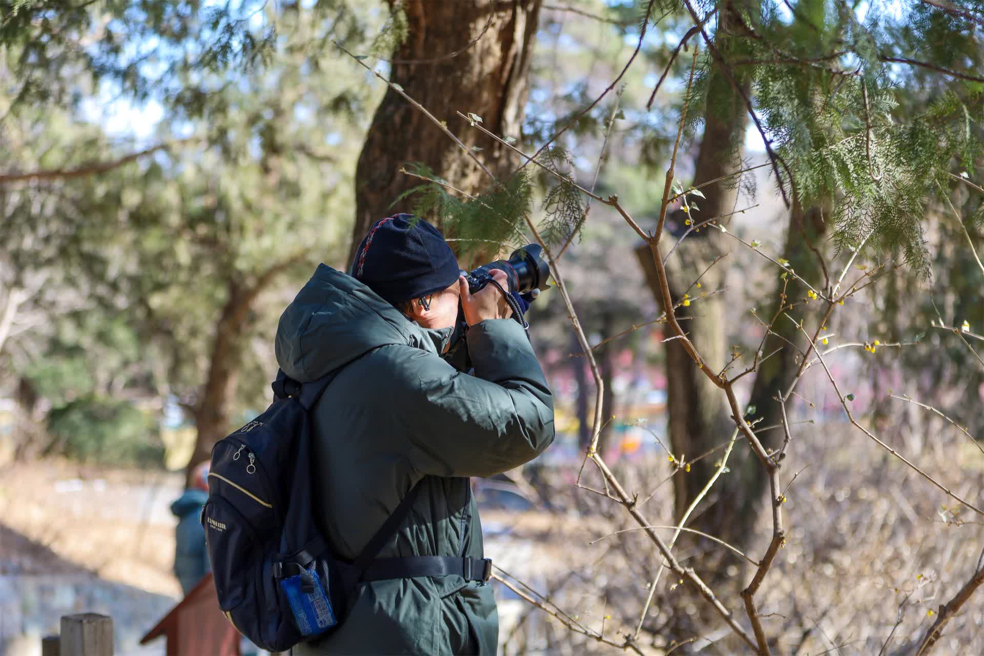 香山植物园腊梅_2021年香山公园腊梅谷_
