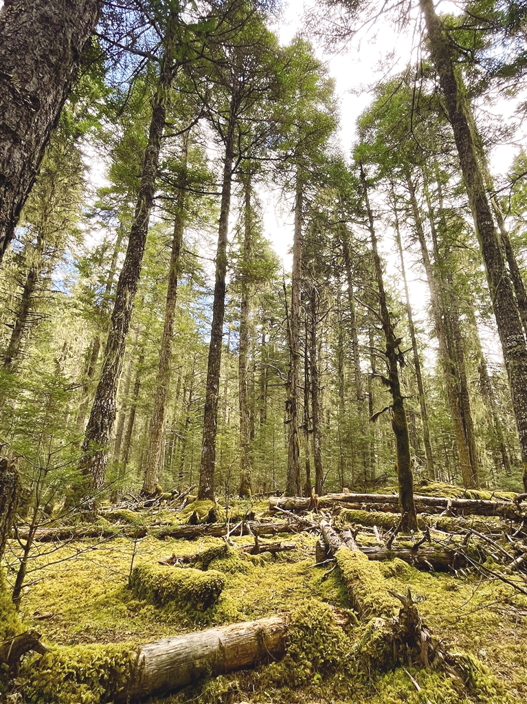 悄悄告诉你，冬日的温柔都藏在林芝__悄悄告诉你，冬日的温柔都藏在林芝