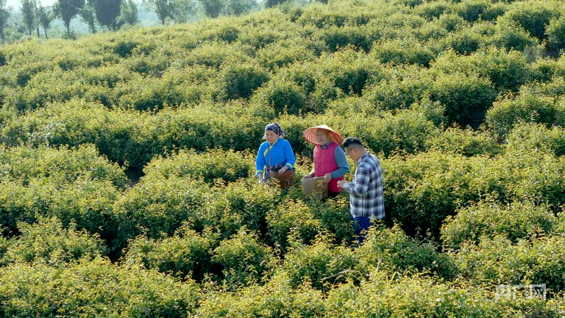 _茶韵墨香居电话_墨韵茶叶