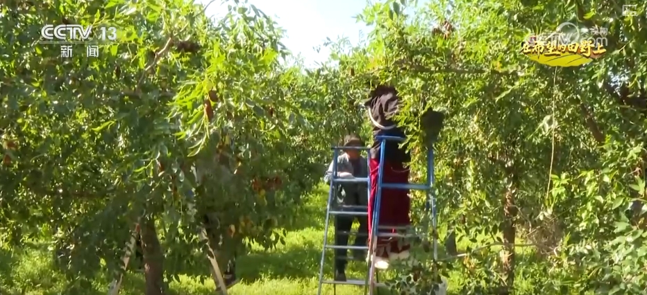 田野丰收图片简笔画__丰收田园画