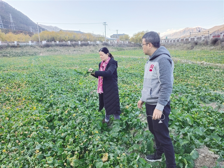 西藏粮食作物__西藏粮食种植