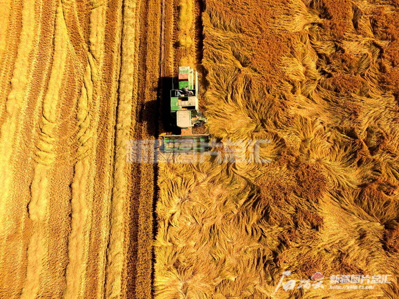 新疆生产建设兵团兵团_新疆建设兵团98年玉林_