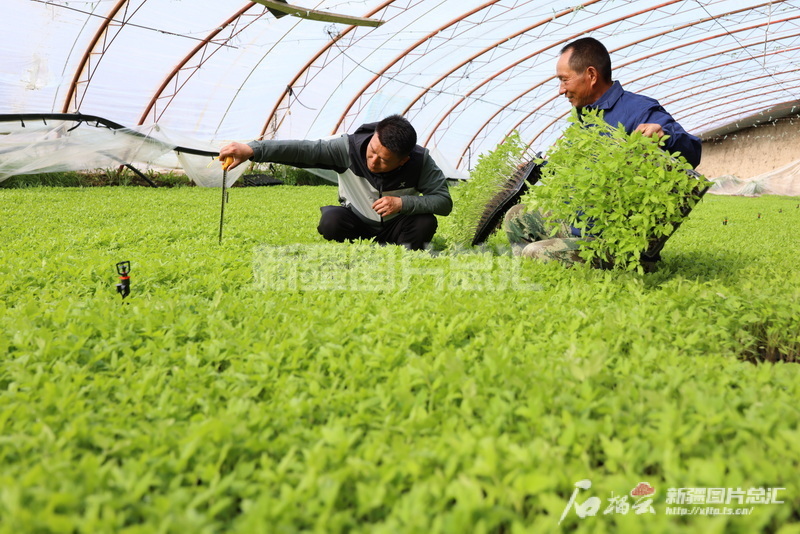 新疆建设兵团98年玉林_新疆生产建设兵团兵团_