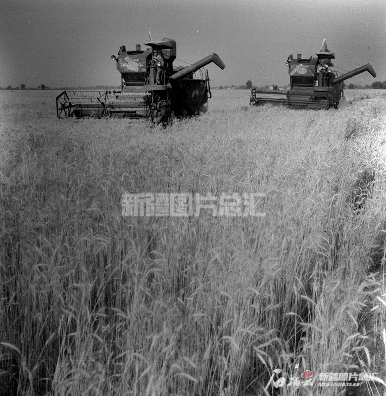 _新疆生产建设兵团兵团_新疆建设兵团98年玉林