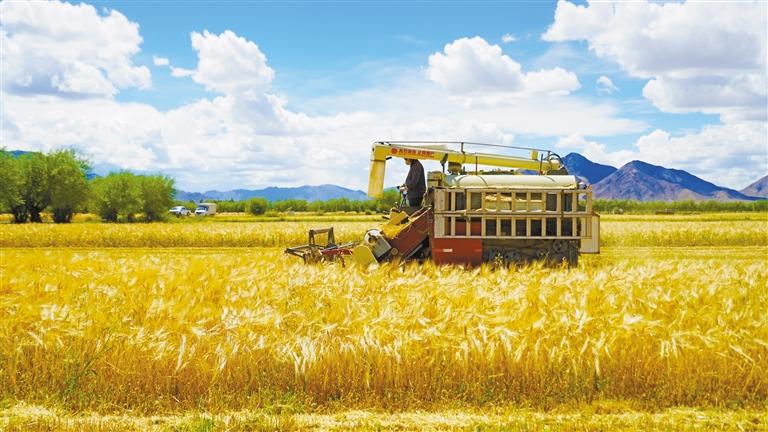 日喀则：“稞”粒飘香筑牢粮仓__日喀则：“稞”粒飘香筑牢粮仓