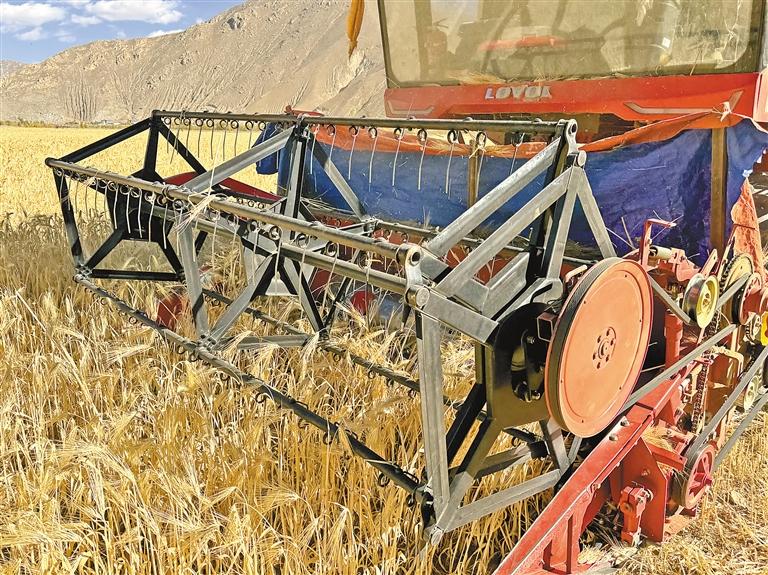 日喀则：“稞”粒飘香筑牢粮仓_日喀则：“稞”粒飘香筑牢粮仓_