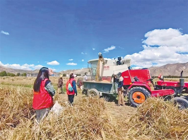 日喀则：“稞”粒飘香筑牢粮仓_日喀则：“稞”粒飘香筑牢粮仓_