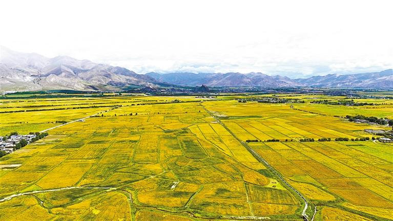 日喀则：“稞”粒飘香筑牢粮仓_日喀则：“稞”粒飘香筑牢粮仓_