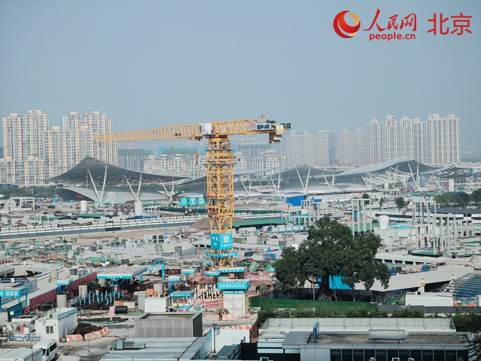 一棵古树见证城市“温度”