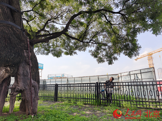 _古树见证历史_见证古树温度城市的句子