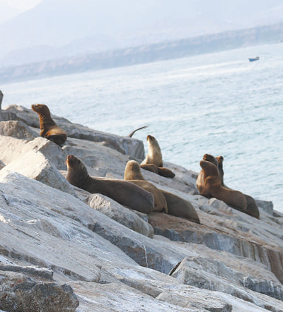 _我在秘鲁修港口，常有“朋友”来做客_我在秘鲁修港口，常有“朋友”来做客