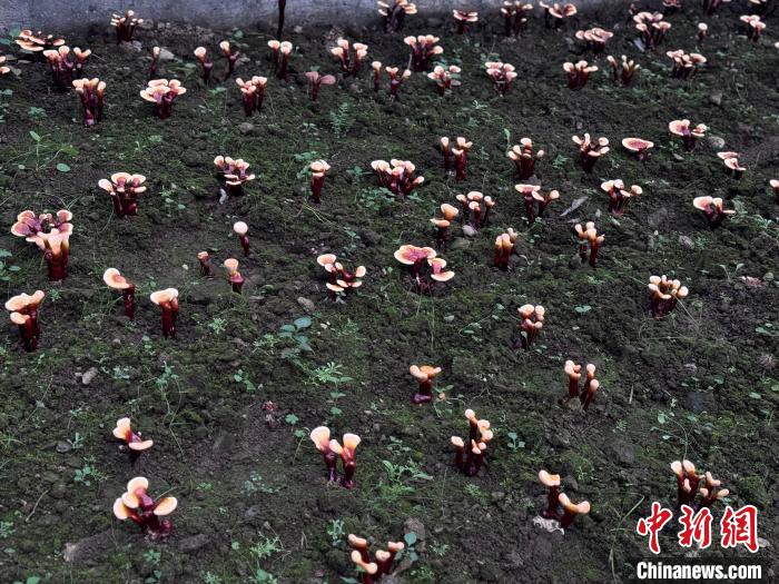 西藏的画卷__广场舞梦西藏美丽姑娘我爱你