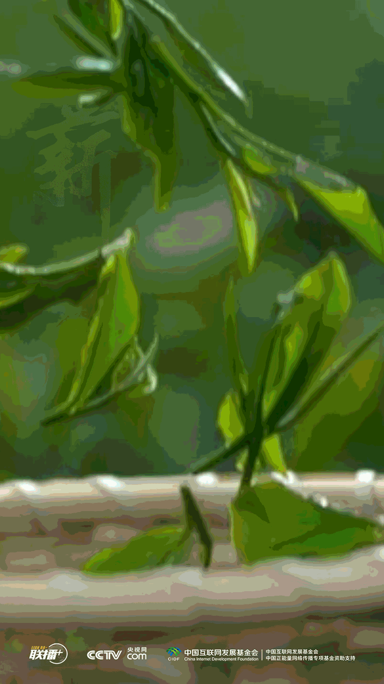 薪火相传丨一草一木 清香隽永_薪火相传丨一草一木 清香隽永_