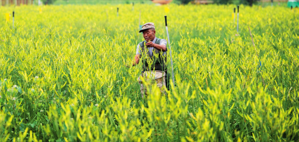 展望：治国理政纪实｜走“特色”“卓越”农业发展之路