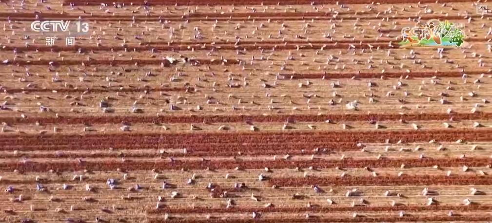 _金融产业聚集式发展_都市圈产业生态聚集模式