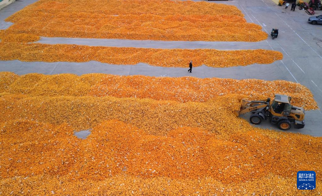 丰收的保障_法考保过班_