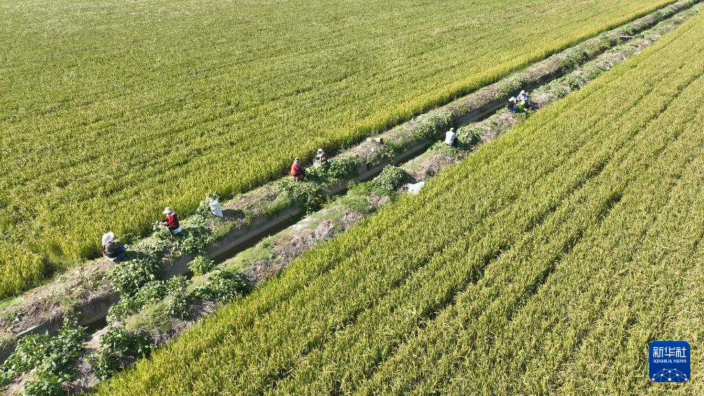 丰收的保障_法考保过班_