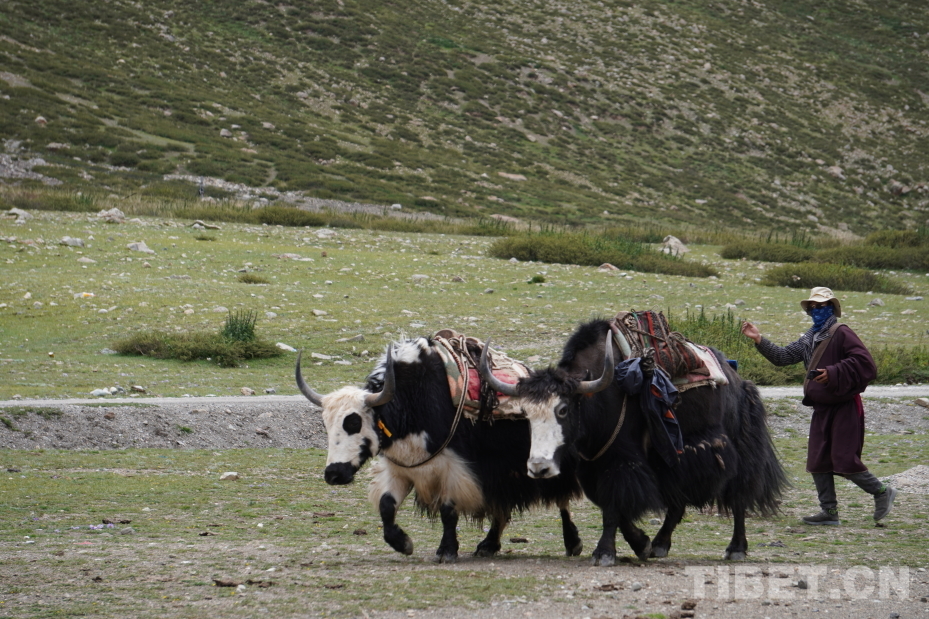 _阿里村菇是正规的吗_阿里村菇案件