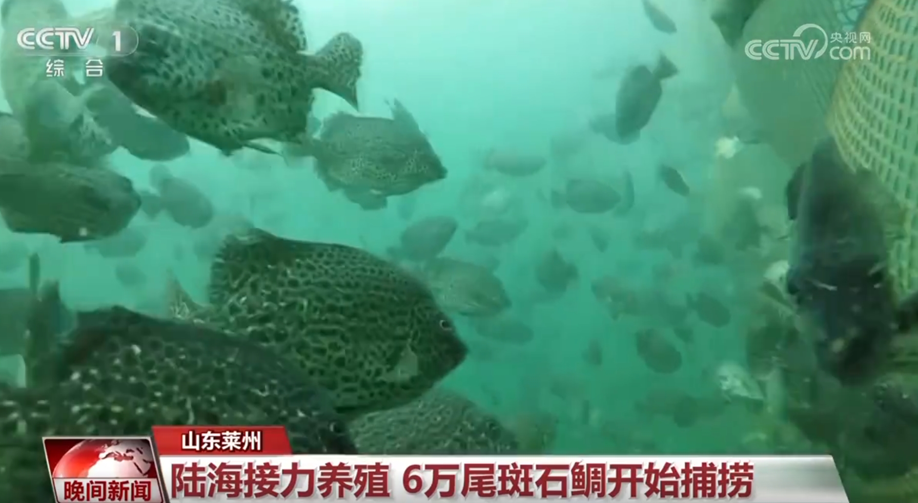 _金秋田野图片_金秋田野作文