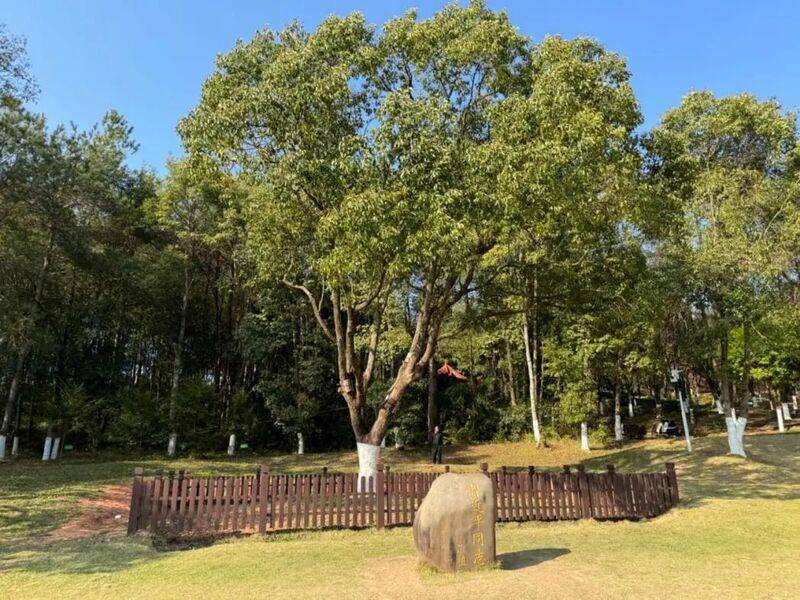 学习·故事丨樟树是山水管理中的传奇