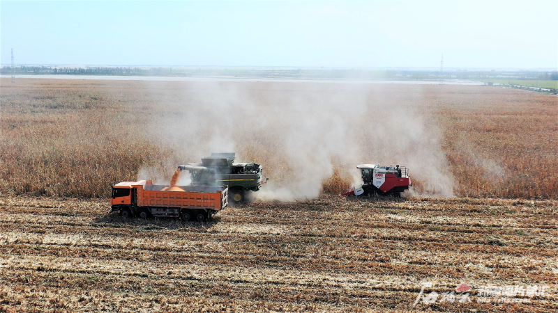 新疆秋粮收获已过六成 全年粮食丰收在望