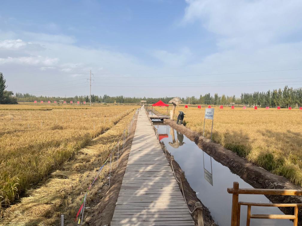 _绿城喀什新项目_喀什绿瘦健康产业集团