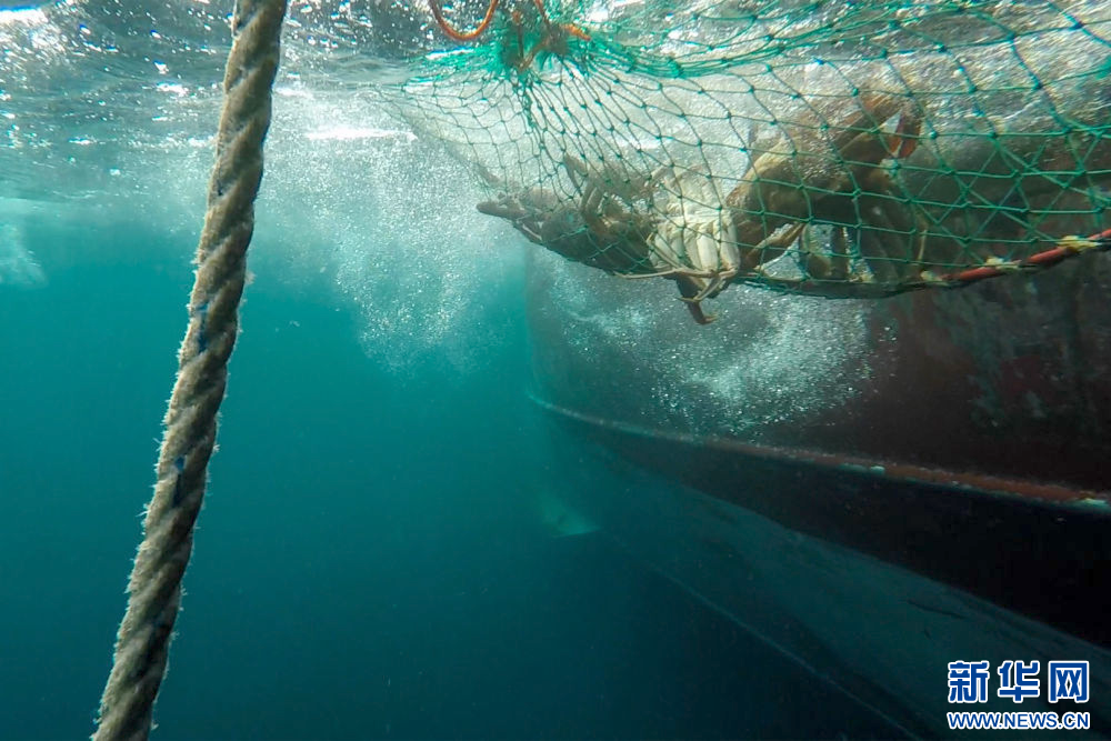 镜头连中外·第66辑 | 来自远洋的味道_镜头连中外·第66辑 | 来自远洋的味道_