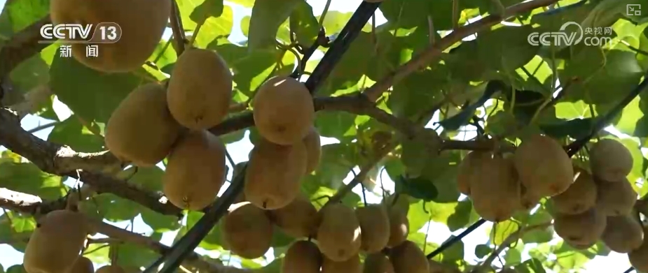 “数”看75载现代农业谱新篇__“数”看75载现代农业谱新篇