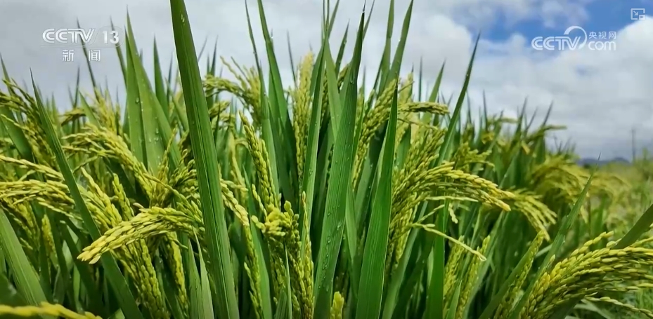 _“数”看75载现代农业谱新篇_“数”看75载现代农业谱新篇