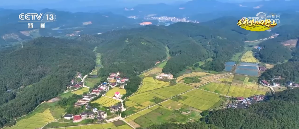 播种小麦发微信说说__小麦丰收视频