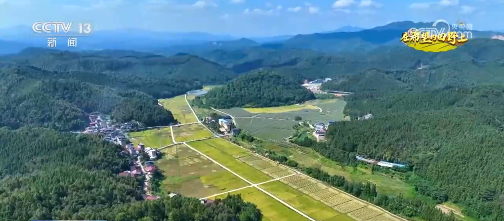 _播种小麦发微信说说_小麦丰收视频