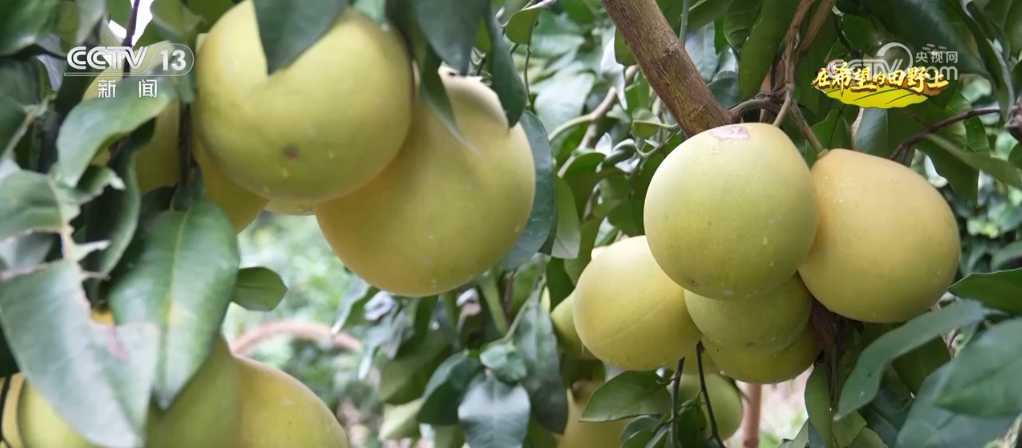 播种小麦发微信说说__小麦丰收视频