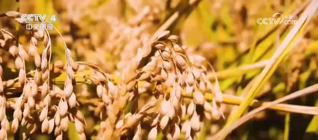 _荒原变粮仓 “数”说北大荒新型农业现代化道路_荒原变粮仓 “数”说北大荒新型农业现代化道路