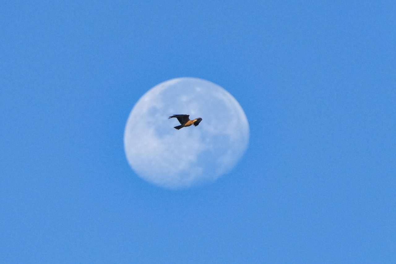 日报光明端客户端下载_光明日报客户端发稿_