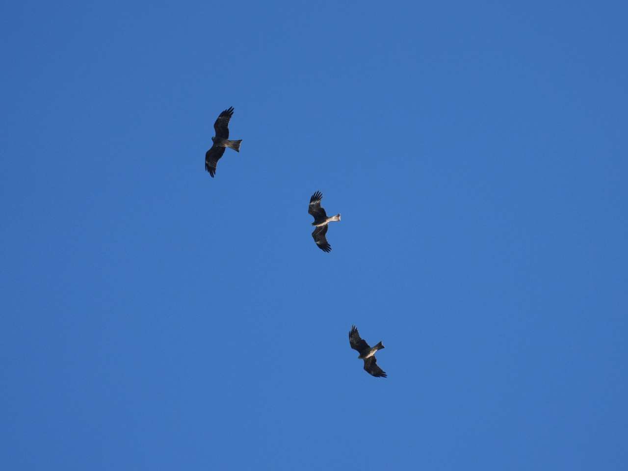 _日报光明端客户端下载_光明日报客户端发稿