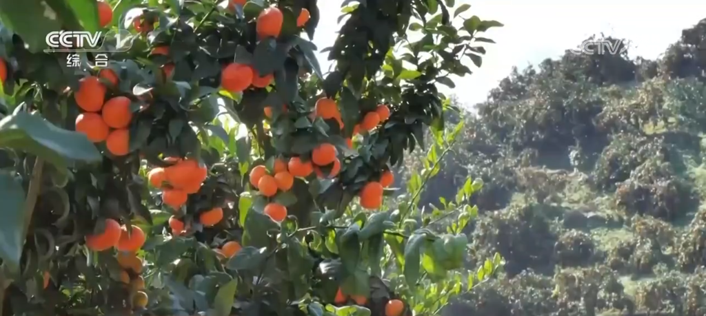 _丰收多彩是什么意思_多彩丰收季