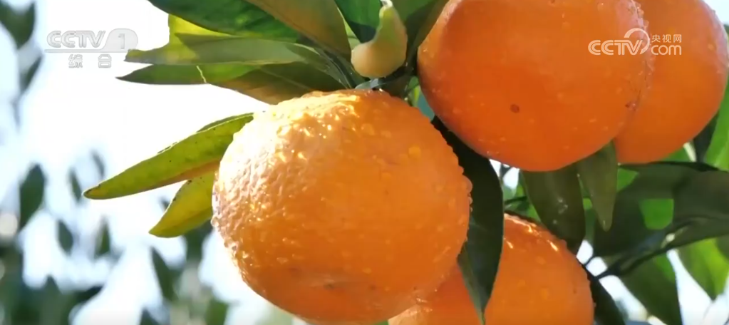 多彩丰收季__丰收多彩是什么意思