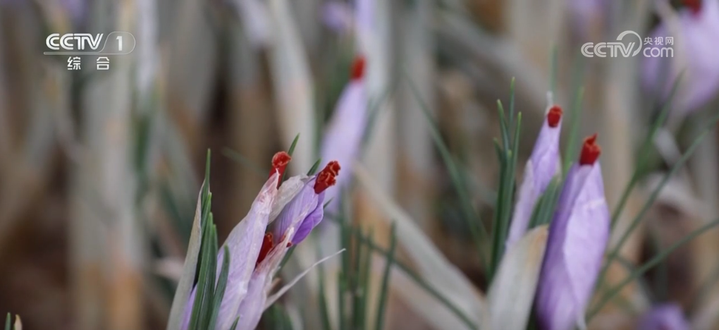 _多彩丰收季_丰收多彩是什么意思