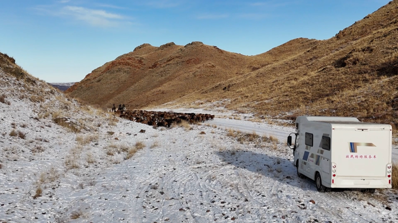 新疆吉木乃：萨吾尔山下 23 万头只牲畜开启冬季转场