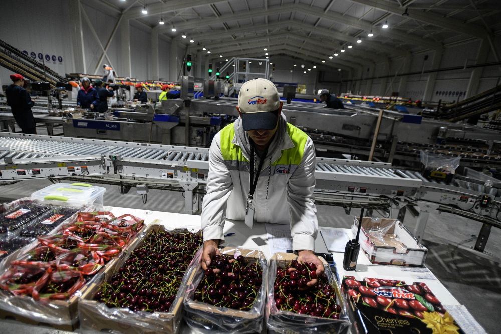 一带一路故事绘 | 漂洋过海的智利“车厘子快线”_一带一路故事绘 | 漂洋过海的智利“车厘子快线”_