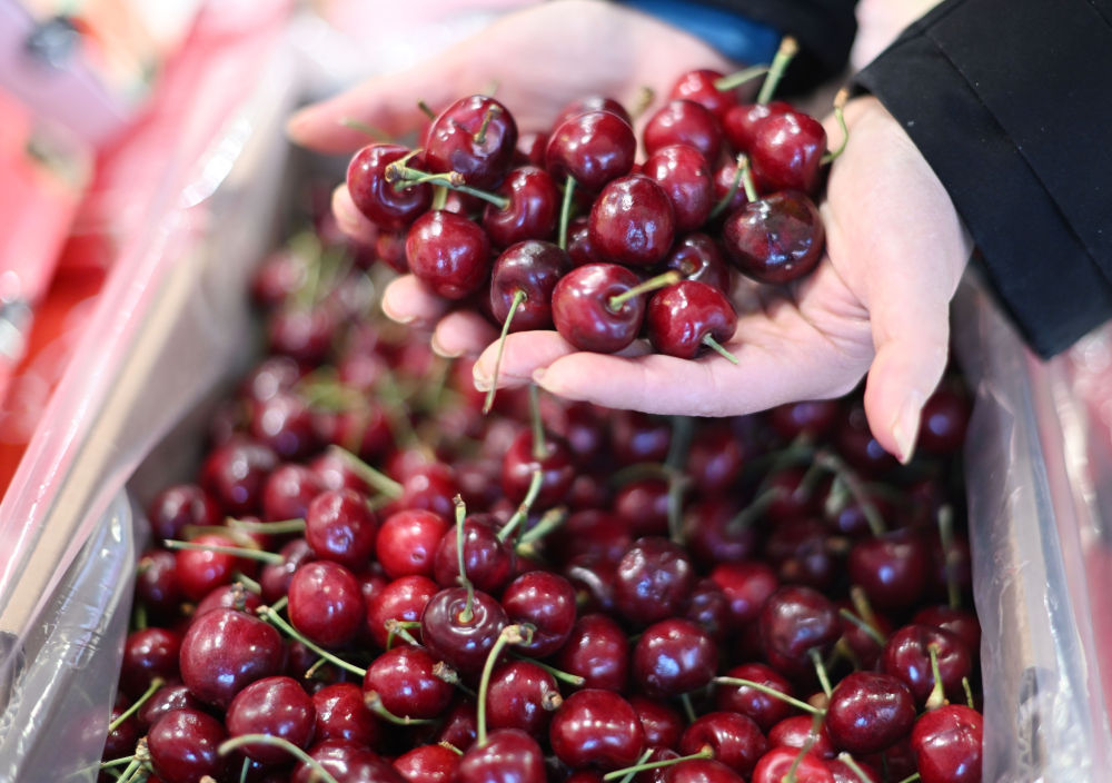 一带一路故事绘 | 漂洋过海的智利“车厘子快线”_一带一路故事绘 | 漂洋过海的智利“车厘子快线”_