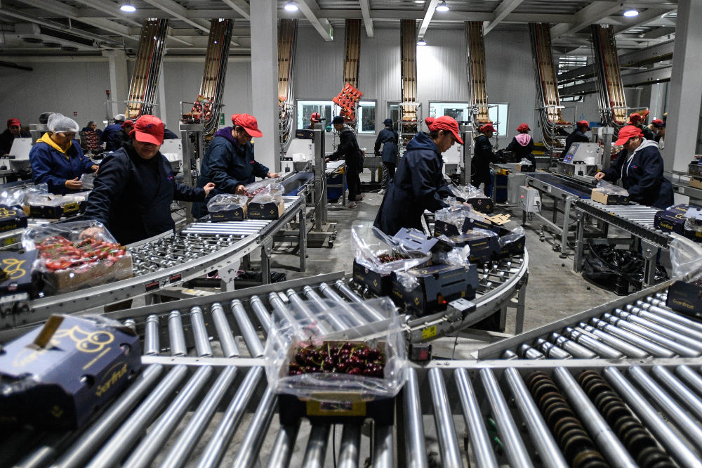 _一带一路故事绘 | 漂洋过海的智利“车厘子快线”_一带一路故事绘 | 漂洋过海的智利“车厘子快线”