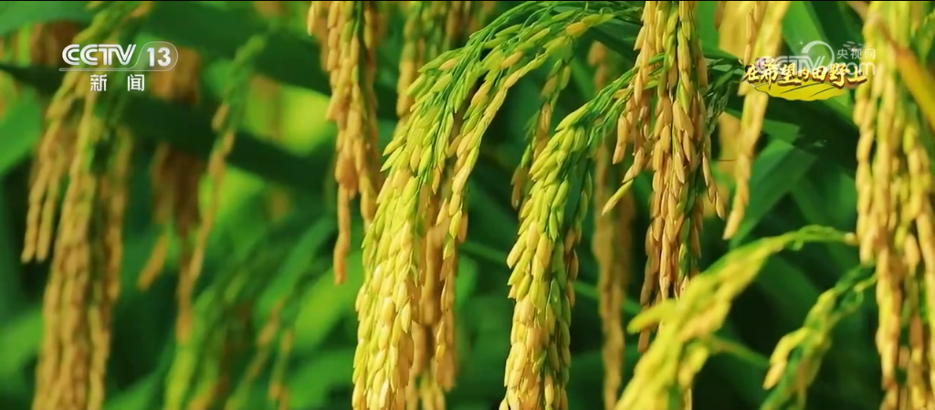 新田野科技有限公司怎么样_新田野科技_