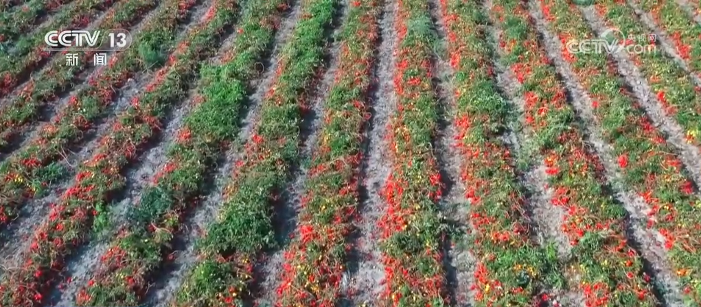 新田野科技__新田野科技有限公司怎么样