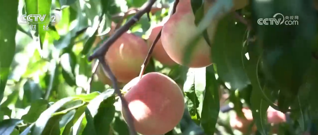 甜桃喜丰收 鱼跃秋捕忙 青山绿水间唱响丰收“欢歌”_甜桃喜丰收 鱼跃秋捕忙 青山绿水间唱响丰收“欢歌”_